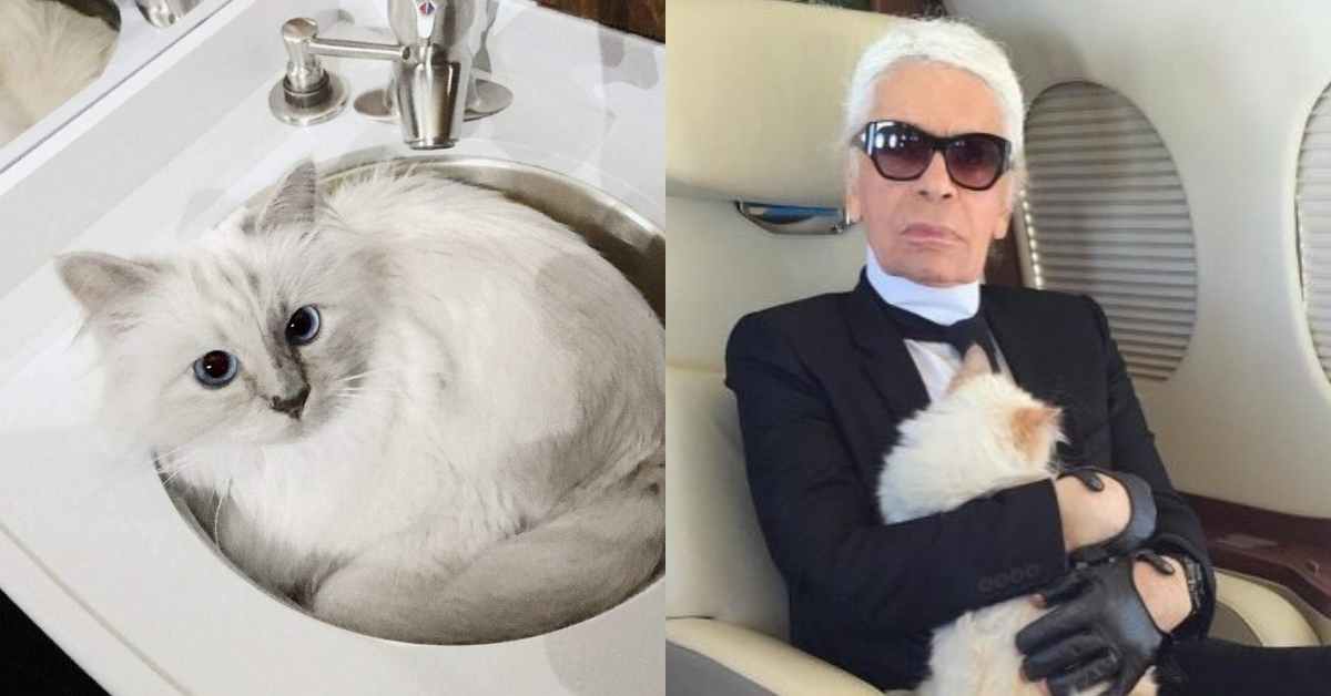 老佛爺親自掌鏡！卡爾拉格斐的愛貓Choupette的個人寫真即將上架！