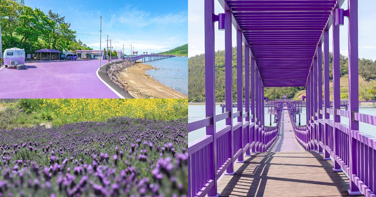 夢幻秘境在韓國！島嶼整座紫色系，浪漫橋梁、薰衣草花海超級美！