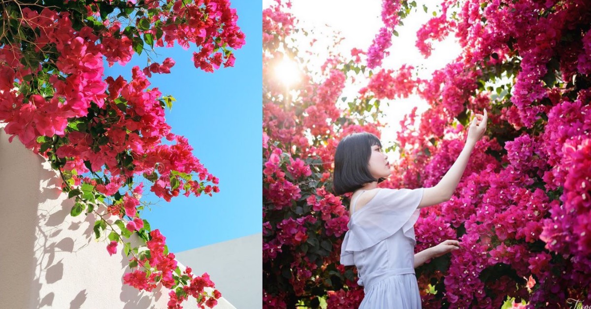 全台「九重葛」絕美秘境！6個賞花景點整理小希臘花牆、粉色漸層花海，IG美照都在這拍！