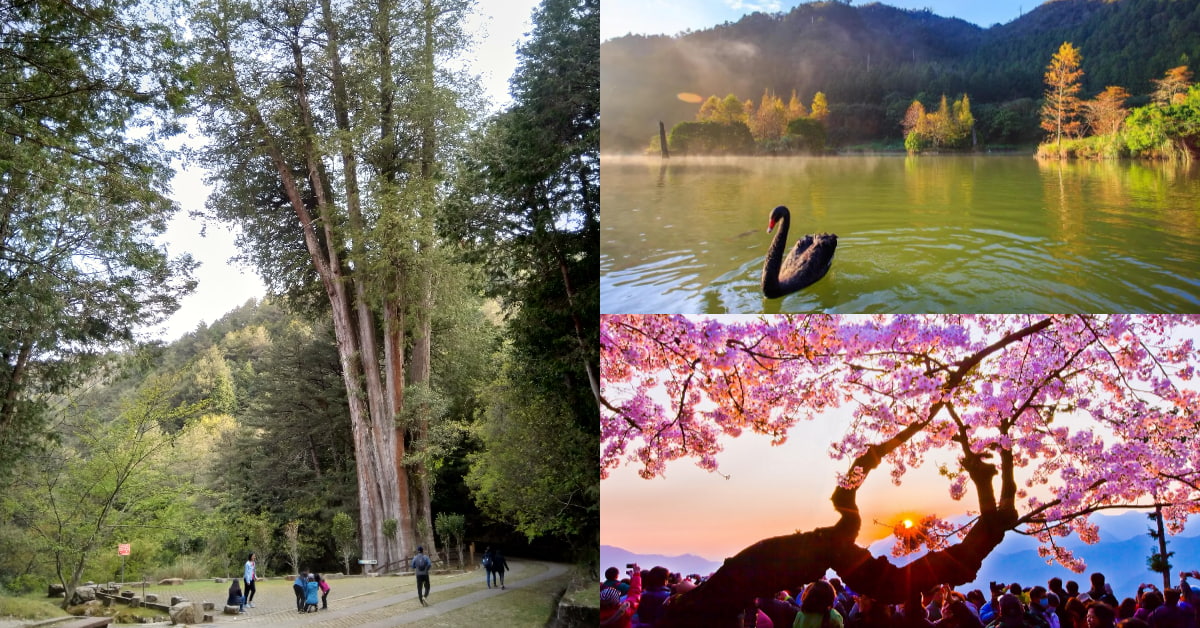 2022新年走春推薦4大「神木景點」！亞洲最大神木群聚落在「這裡」，賞櫻花飛落、雲霧繚繞美景！