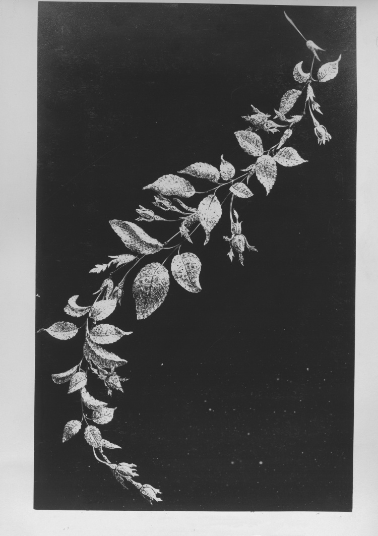 Boucheron 2025高級珠寶系列彷彿「生物百科」！常見植物花卉不夠看，蒼蠅、飛蛾也能載身上！