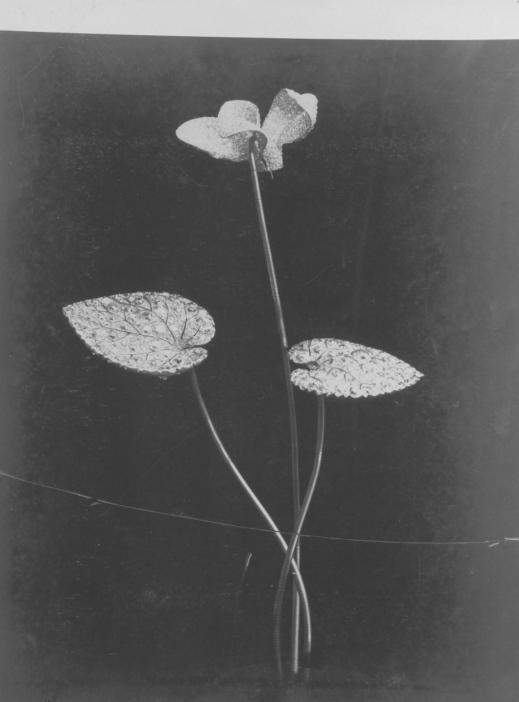 Boucheron 2025高級珠寶系列彷彿「生物百科」！常見植物花卉不夠看，蒼蠅、飛蛾也能載身上！