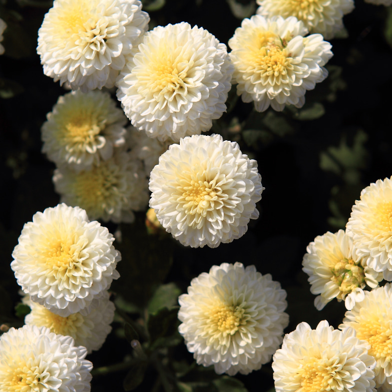 秋冬賞花推薦「銅鑼杭菊生活節」！11/20起限時半個月登場，5個賞花路線、花海盛開日期大公開！
