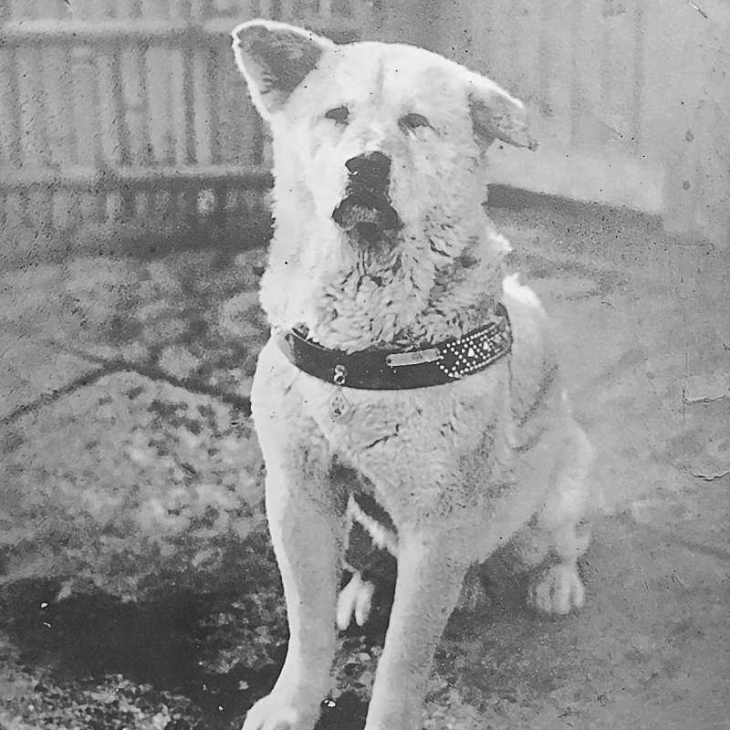 牠已經等了 100 年！日本「忠犬小八」至今仍坐在澀谷車站前：「無論需要多久時間，我都會等你。」